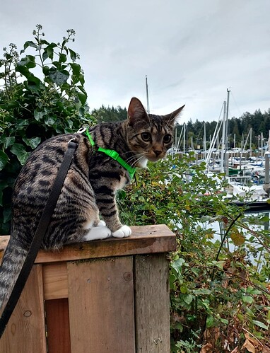 Screenshot_20220923-220255_Gallery