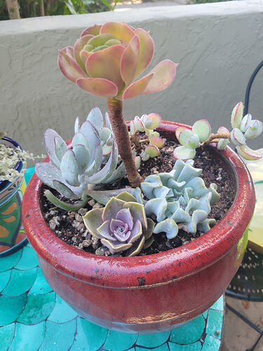 20260419_plants 1