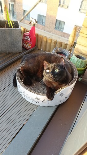 IMG_20250320_173639_821