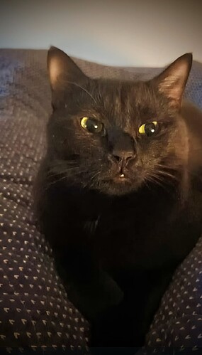 Screenshot_20250209-075228~2