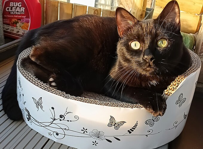 IMG_20250320_173626_405~3