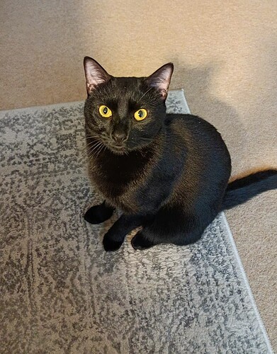 Screenshot_20250210-103731~2