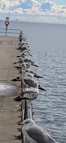 Screenshot_20251025_174739_Gallery