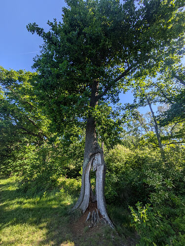 PXL_20260525_082126597