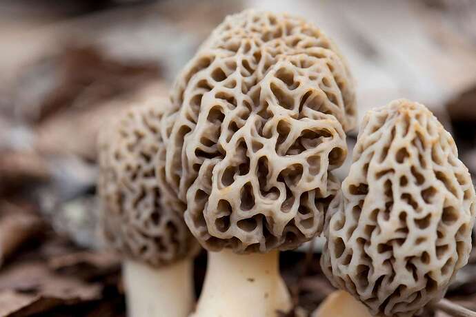 Morel-Mushrooms-by-Kevin-Miyazaki-2000-d596adcb2dfa44e6859811fbaa1f3c15