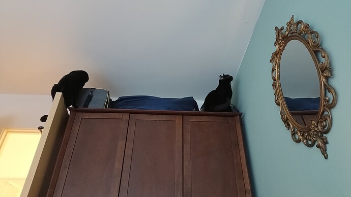 IMG_20250319_081332_402