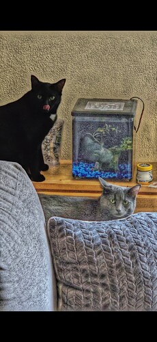 Picsart_25-03-09_16-13-35-901