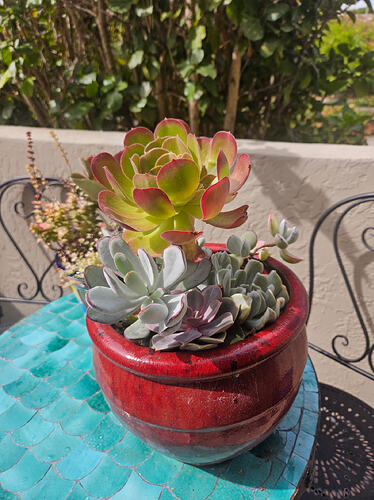 20260704_plants 2