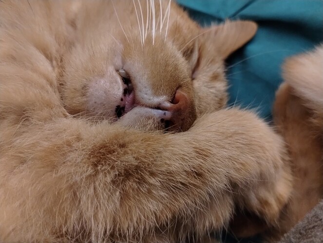 IMG_20250209_202111470