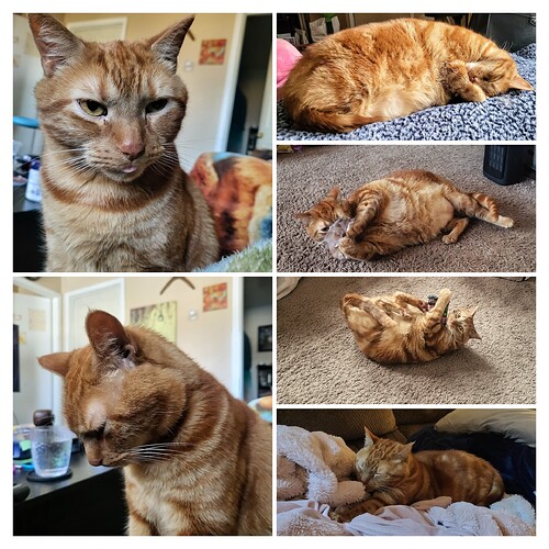 20241119_112902-COLLAGE