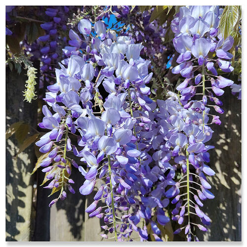 photocollage_2026511551963