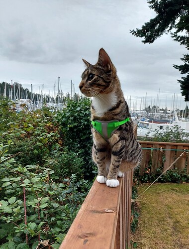 Screenshot_20220923-220259_Gallery