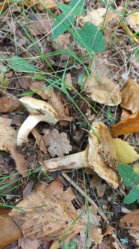 IMG_20250924_122225_700