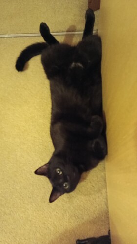 IMG_20250212_171541_053