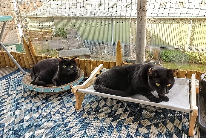 IMG_20250309_130646_190~2