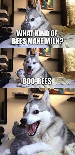 31-dog-dirty-meme