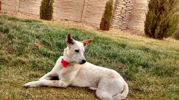 IMG_20171124_090801263_HDR