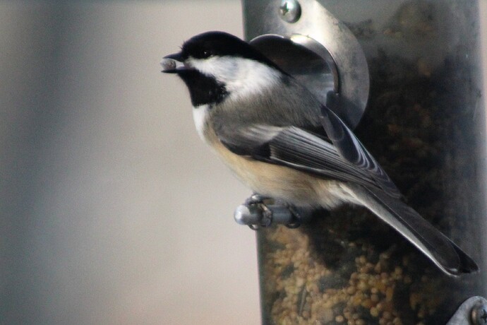Chickadee%202