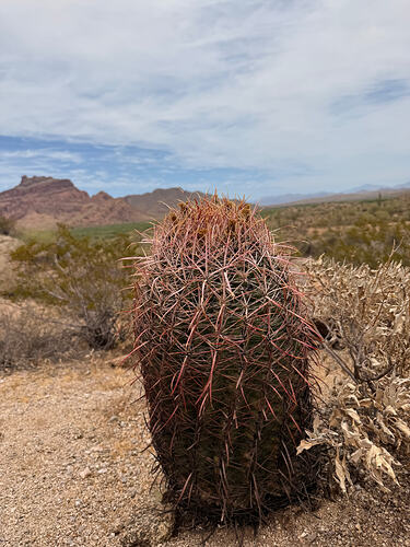 IMG_0019
