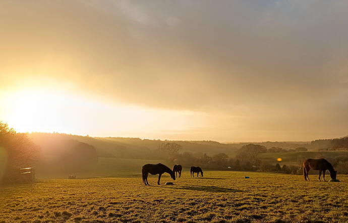 IMG_20241203_082458_386~2