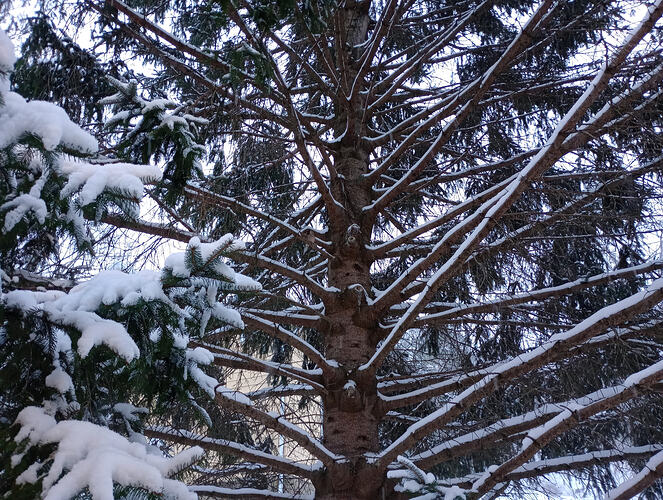 IMG_20260317_073355108_HDR