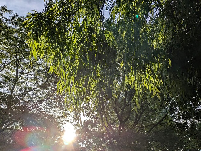 PXL_20250528_052117348.MP