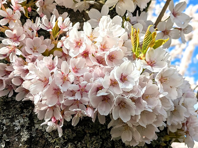 PXL_20250331_125307826.PORTRAIT~2