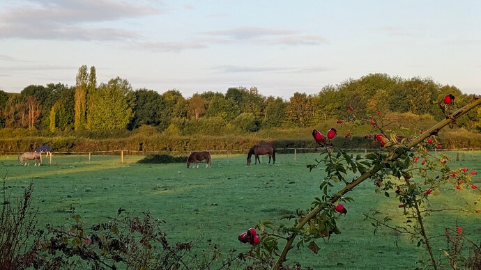 PXL_20250913_061137553~2