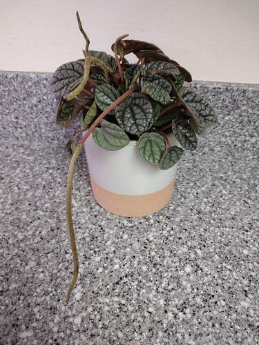 IMG_20240506_114954259