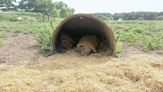 IMG_20250806_162017_234