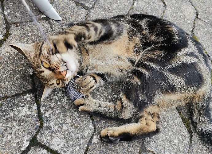 IMG_20250730_183629_edit_71730767651033