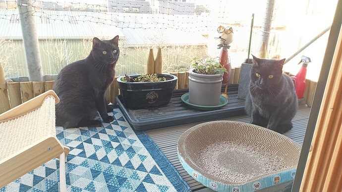 IMG_20250303_160122_759