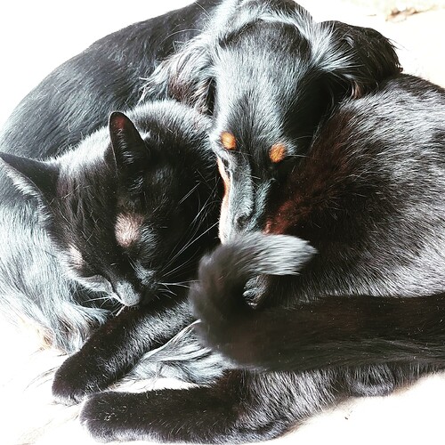 IMG_20230505_191334_181