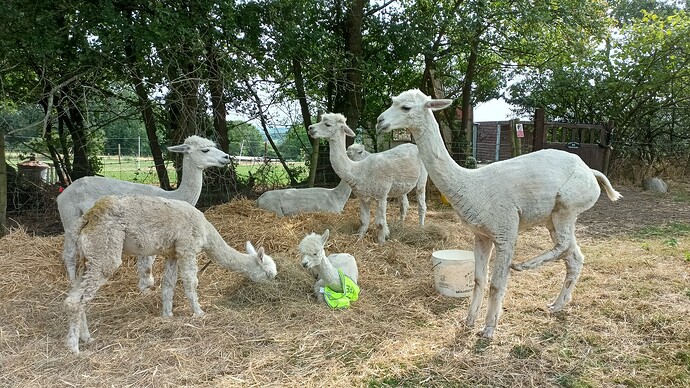 IMG_20250806_161255_298