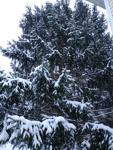 IMG_20260317_073331814_HDR