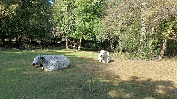 IMG_20250925_111430_543