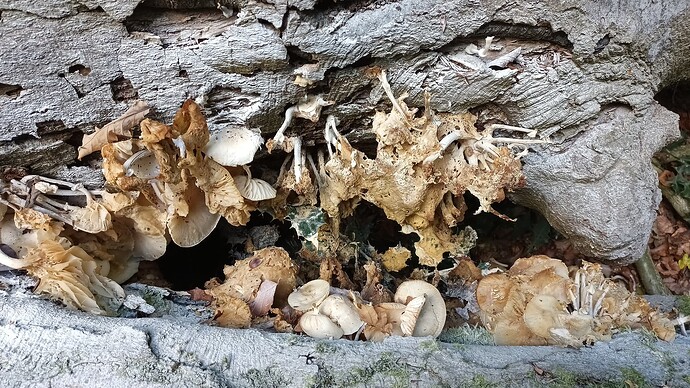 IMG_20250925_111730_759