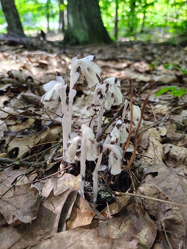 IMG_20250704_151656481_HDR