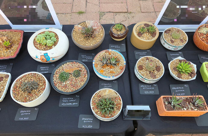 Screenshot_20260307_090100_Gallery