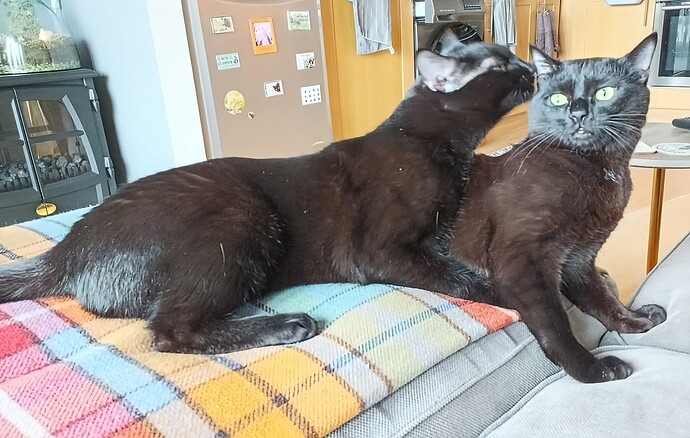 IMG_20250123_103508_937~3