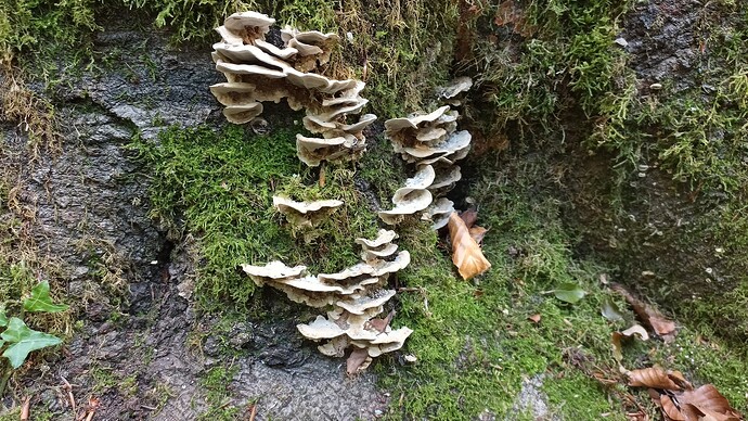 IMG_20250925_111640_270