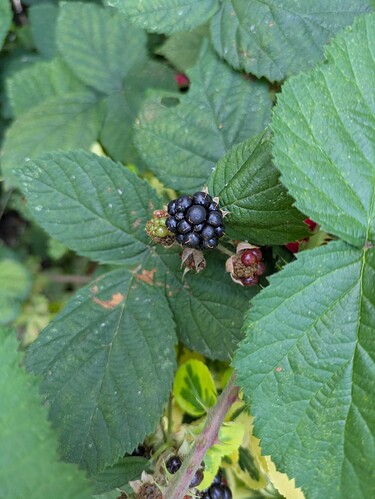 PXL_20250714_163355269.MP