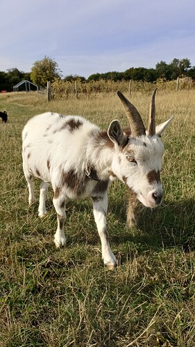 IMG_20250806_173205_854