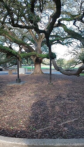 IMG020250310_084853