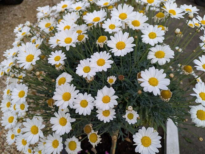 PXL_20250603_050853568