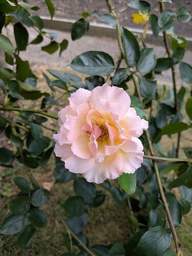 PXL_20250714_163433486