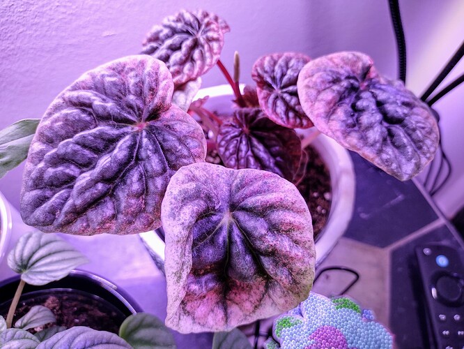 IMG_20240429_102916481_HDR