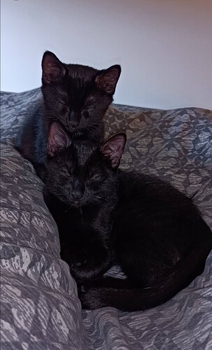 Screenshot_20241214-204229~2