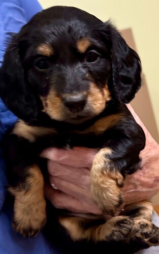 Screenshot_20251204_232411_Good Dog