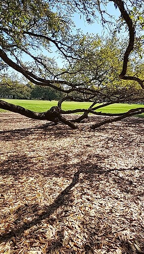 IMG020250310_114516